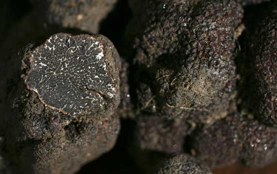 truffenoir