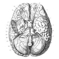 brain