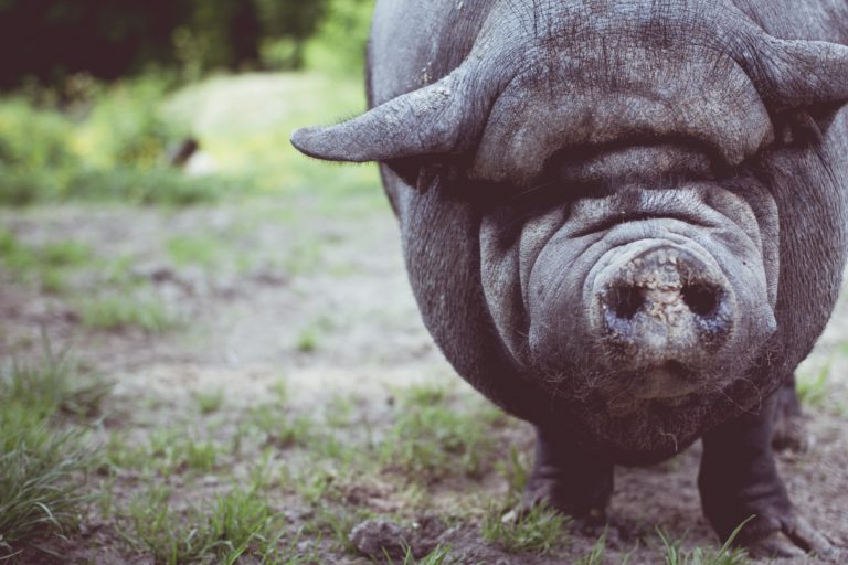 Episode 36 – Rat on your pig