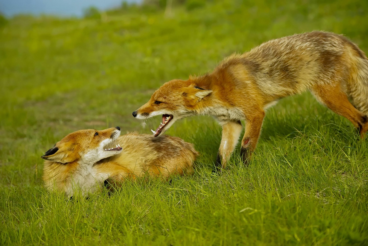 Who will be the smartest fox? Vladimir Putin (right) and Donald Trump (left). Or vice versa?